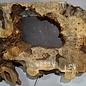 Buckeye burl slab, approx. 1010 x 540 x 55 mm, 8,26 kg, 40994