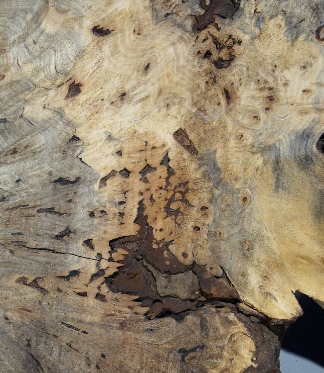 Buckeye burl slab, approx. 1010 x 540 x 55 mm, 8,26 kg, 40994