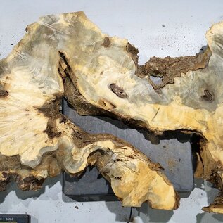 Buckeye burl slab, approx. 1380 x 530 x 55 mm, 13,97 kg, 40995