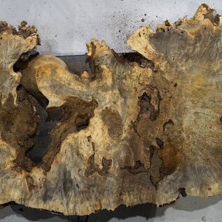 Buckeye burl slab, approx. 1220 x 460 x 55 mm, 10,93 kg, 40996