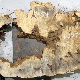 Buckeye burl slab, approx. 1140 x 540 x 55 mm, 8,75 kg, 40997