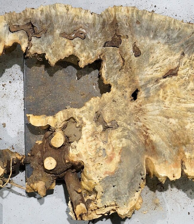 Buckeye Maser, ca. 1140 x 540 x 55 mm, 8,75 kg, 40997