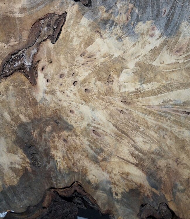Buckeye burl slab, approx. 1420 x 520 x 55 mm, 14,56 kg, 40998