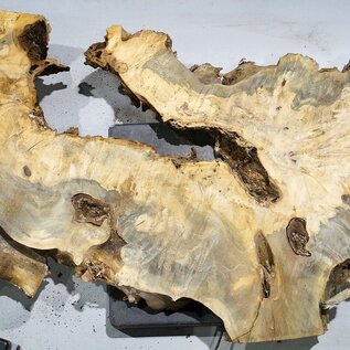 Buckeye burl slab, approx. 1420 x 520 x 55 mm, 14,56 kg, 40998