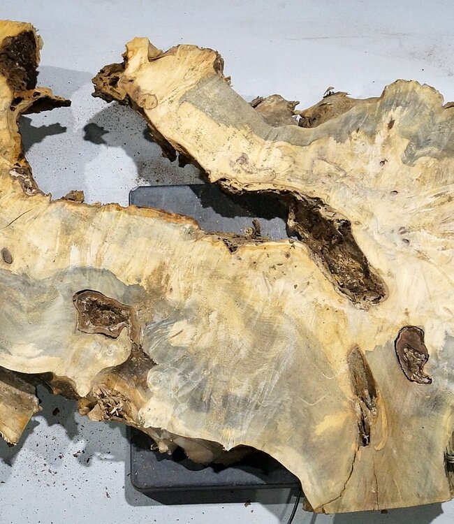 Buckeye burl slab, approx. 1420 x 520 x 55 mm, 14,56 kg, 40998