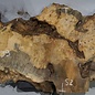 Buckeye burl slab, approx. 1510 x 520 x 55 mm, 16,19 kg, 40999