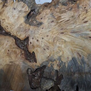 Buckeye burl slab, approx. 1510 x 520 x 55 mm, 16,19 kg, 40999