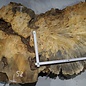 Buckeye burl slab, approx. 1510 x 520 x 55 mm, 16,19 kg, 40999