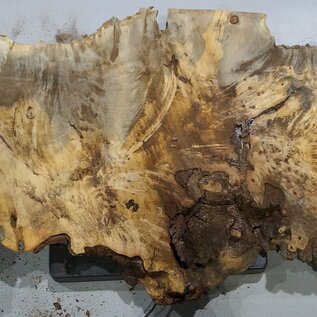 Buckeye burl slab, approx. 1510 x 520 x 55 mm, 16,19 kg, 40999