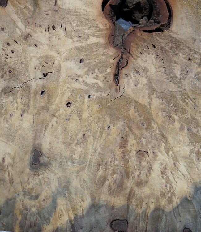 Buckeye burl slab, approx. 860 x 580 x 55 mm, 10,12 kg, 41003