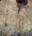 Buckeye burl slab, approx. 860 x 580 x 55 mm, 10,12 kg, 41003