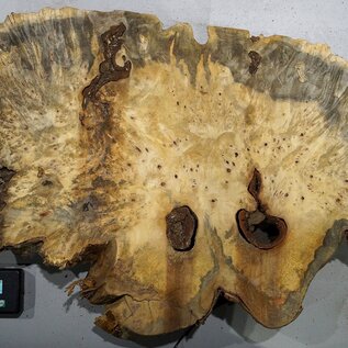 Buckeye burl slab, approx. 860 x 580 x 55 mm, 10,12 kg, 41003