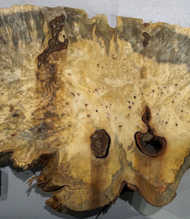 Buckeye burl slab, approx. 860 x 580 x 55 mm, 10,12 kg, 41003