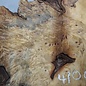 Buckeye burl slab, approx. 1280 x 550 x 55 mm, 11,43 kg, 41006