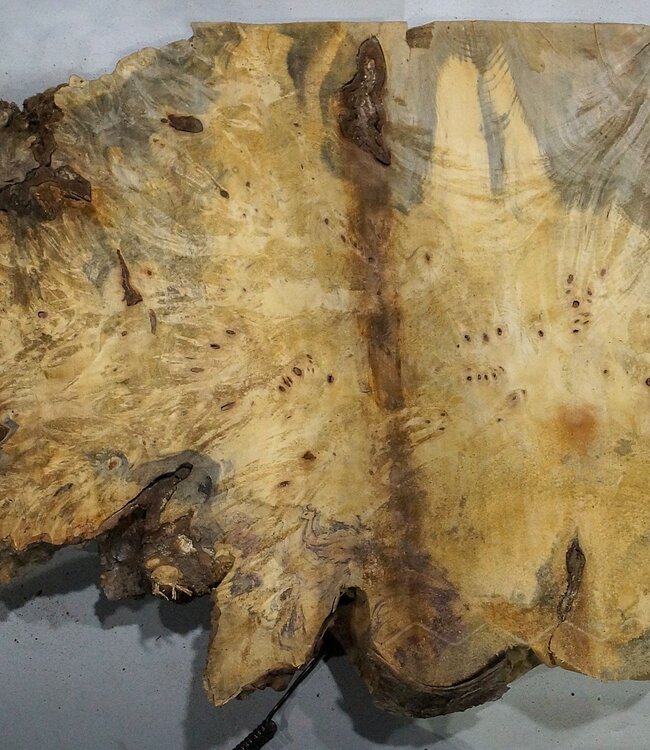 Buckeye burl slab, approx. 1280 x 550 x 55 mm, 11,43 kg, 41006