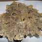 Buckeye burl slab, approx. 960 x 760 x 55 mm, 6,8 kg, 41007