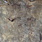 Buckeye burl slab, approx. 960 x 760 x 55 mm, 6,8 kg, 41007