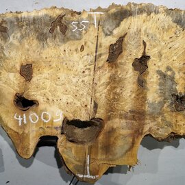 Buckeye burl slab, approx. 1020 x 550 x 55 mm, 10,25 kg, 41009