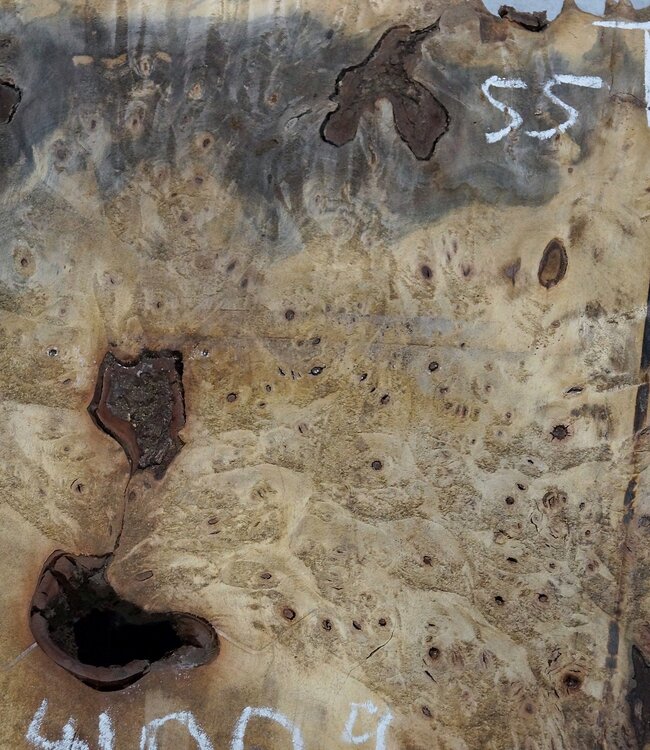 Buckeye burl slab, approx. 1020 x 550 x 55 mm, 10,25 kg, 41009
