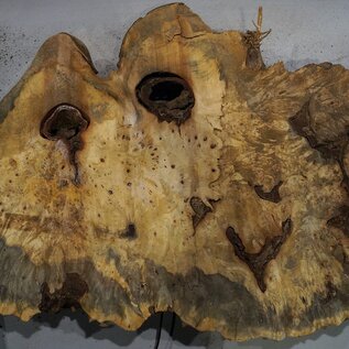 Buckeye burl slab, approx. 1020 x 550 x 55 mm, 10,25 kg, 41009