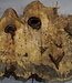Buckeye burl slab, approx. 1020 x 550 x 55 mm, 10,25 kg, 41009