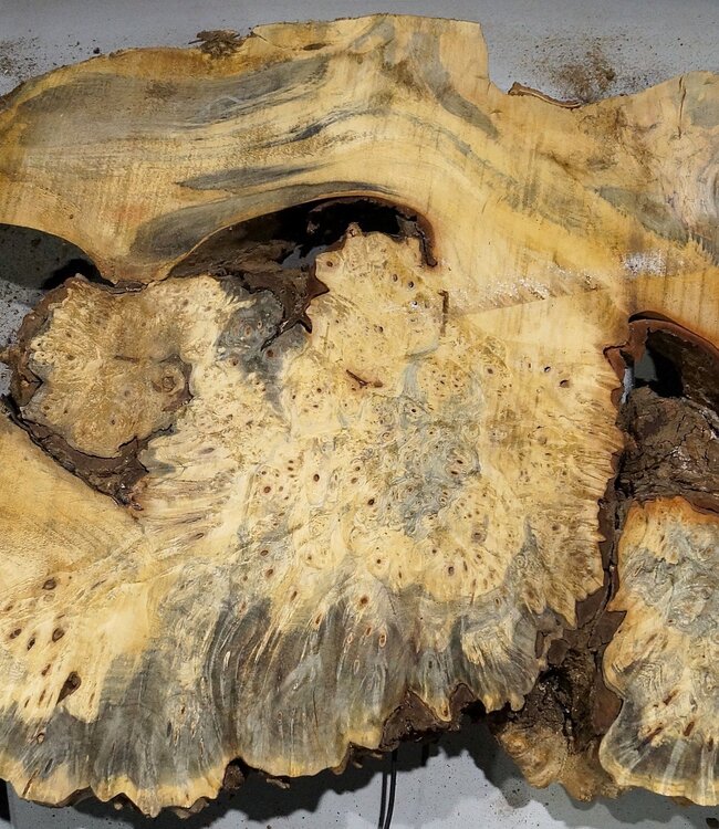 Buckeye burl slab, approx. 800 x 530 x 55 mm, 9,07 kg, 41011