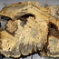 Buckeye burl slab, approx. 800 x 530 x 55 mm, 9,07 kg, 41011