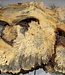 Buckeye burl slab, approx. 800 x 530 x 55 mm, 9,07 kg, 41011