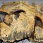 Buckeye burl slab, approx. 800 x 530 x 55 mm, 9,07 kg, 41011