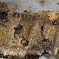 Buckeye burl slab, approx. 1260 x 480/400 x 42-60 mm, 7,62 kg, 41012