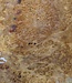 Amboyna burl slab, approx. 650 x 540 x 52 mm, 41016