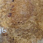 Amboyna burl slab, approx. 650 x 540 x 52 mm, 41016