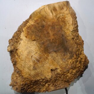 Amboyna burl slab, approx. 740 x 600 x 55 mm, 41024