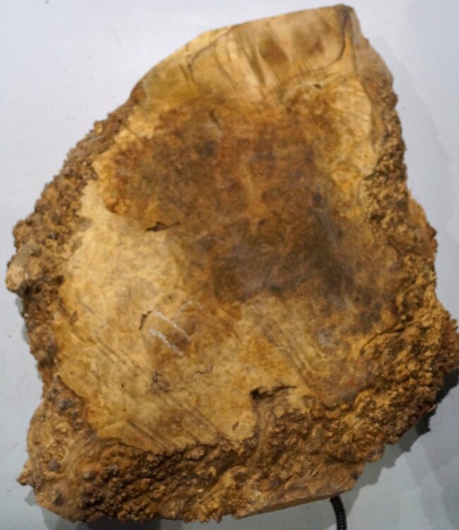Amboyna burl slab, approx. 740 x 600 x 55 mm, 41024
