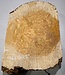 Amboyna burl slab, approx. 610 x 450 x 52 mm, 41025