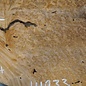 Amboyna burl slab, approx. 710 x 550/540 x 50 mm, 41033