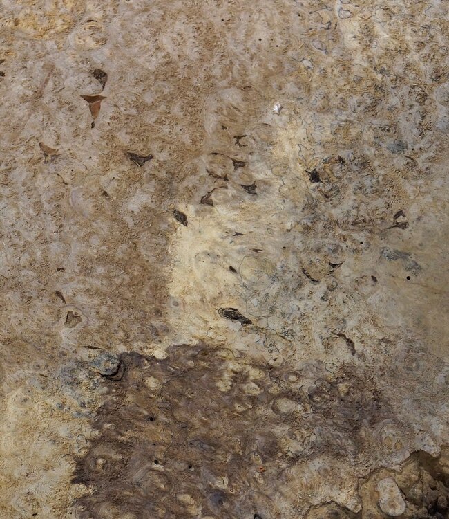 Amboyna burl slab, approx. 740 x 680 x 55 mm, 41034