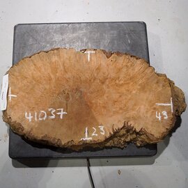 Flexuosa burl slab, approx. 430 x 230 x 40 mm, 41037