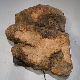 Flexuosa burl slab, approx. 530 x 460 x 75 mm, 41038