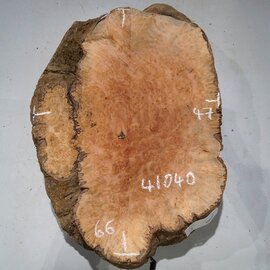 Flexuosa burl slab, approx. 660 x 470 x 65 mm, 41040