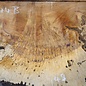 Amboina Maserplatten Paar, ca. 2 x 1270 x 480 x 50 mm, 41044