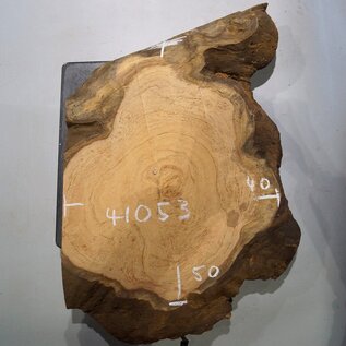 Hymenolobium flavum burl, approx. 500 x 400 x 55 mm, 41053