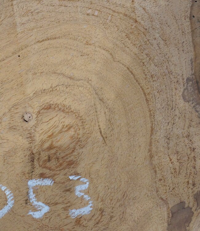 Hymenolobium flavum Maser, ca. 500 x 400 x 55 mm, 41053