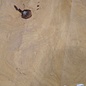 Hymenolobium flavum Maser, ca. 750 x 520 x 55 mm, 41060