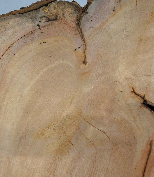 Hymenolobium flavum burl, approx. 690 x 540 x 45 mm, 41064