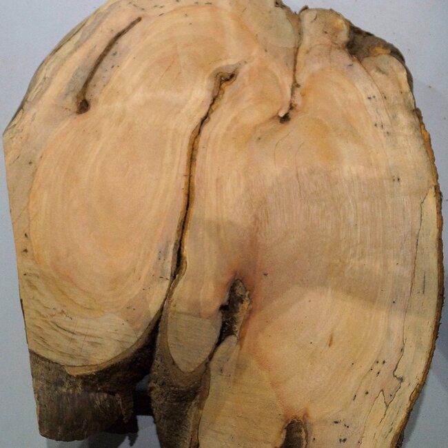 Hymenolobium flavum burl, approx. 690 x 540 x 45 mm, 41064