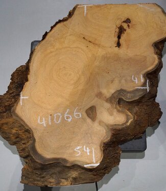 Hymenolobium flavum burl, approx. 540 x 410 x 45 mm, 41066