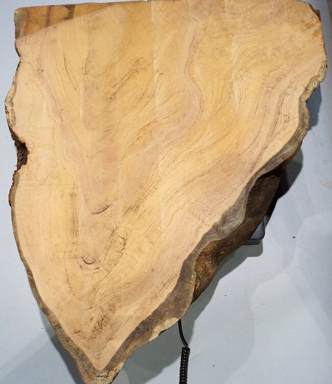 Hymenolobium flavum Maser, ca. 640 x 600 x 45 mm, 41069