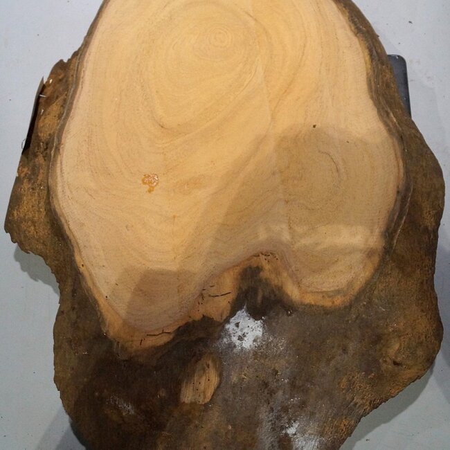 Hymenolobium flavum Maser, ca. 640 x 500 x 45 mm, 41070