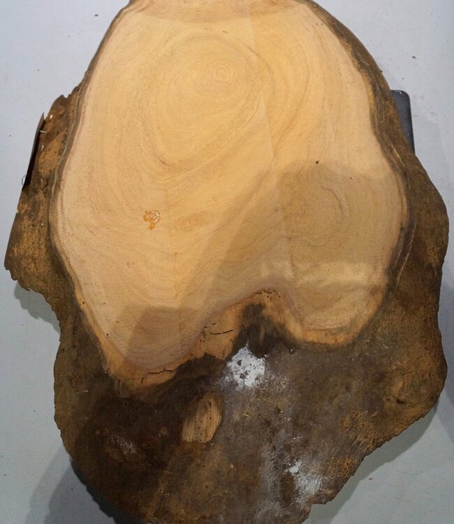 Hymenolobium flavum Maser, ca. 640 x 500 x 45 mm, 41070